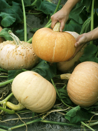 Pumpkin Being Harvested from Plant, Late Summer