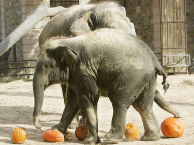 Baby Elephant Kandula, Foreground, Steps on Pumpkins as Mom Shanti Helps Out