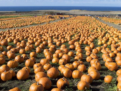 Pumpkins in Field