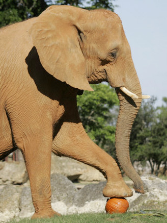 An African Elephant Prepares to Smash a Pumpkin