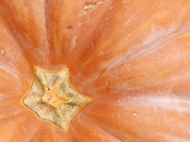 Close-up of an Orange Pumpkin Gourd