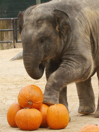 Kandula, a Two-Year-Old Male Asian Elephant, Prepares to Stomp on Pumpkins at the National Zoo