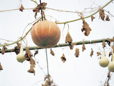 Dried Vines and a Ripe Pumpkin