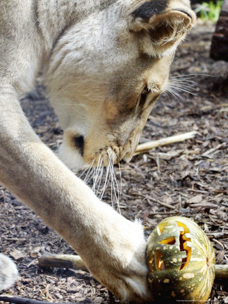 Kutchani, a Female Lion Plays with a Pumpkin at Sydney's Taronga Zoo, October 31, 2005