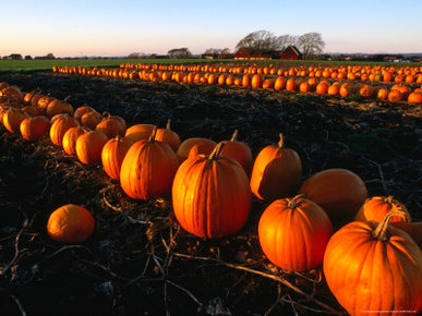 Pumpkins Lined Up Waiting for Transport to Market, Skane, Sweden