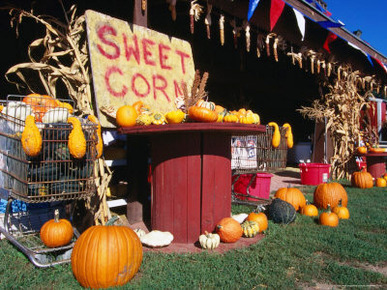 Roadside Stall Selling Sweet Corn and Pumpkin, Forestburg, USA