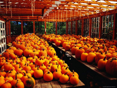 Many Pumpkins Sitting on Tables in Ogunquit, Maine, USA