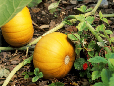 Pumpkin (Baby Bear), Organic, Berkeley, California
