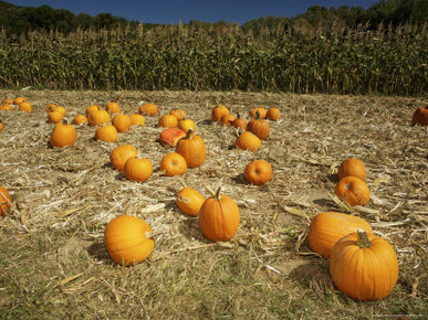 Pumpkin Patch with a Corn Field Behind It