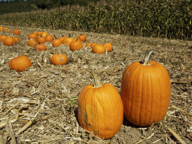 Pumpkin Patch with a Corn Field Behind It