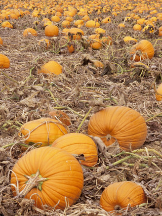 Pumpkins in Ready for Harvest, Shelbourne, Massachusetts, USA