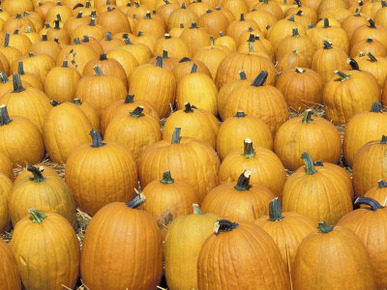 Harvested Pumpkins, Louisville, Kentucky, USA