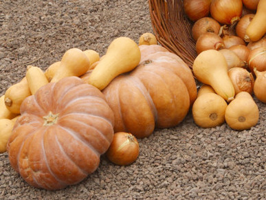 Fresh and Delicious Squash and Pumpkins Spilling Out of Basket