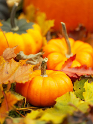 Autumnal Still Life of Small Pumpkins and Fall Leaves