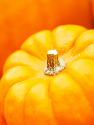 Traditional Still Life of Autumnal Pumpkin