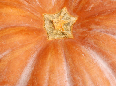 Close-Up of Stem of Fresh Autumnal Pumpkin
