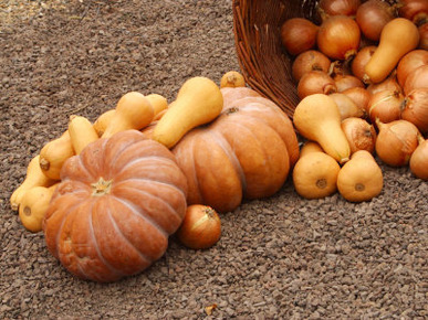 Fresh and Delicious Squash and Pumpkins Spilling Out of Basket