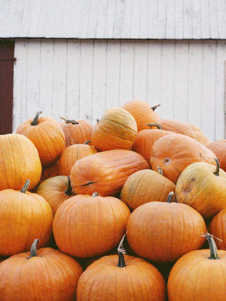 Pile of Orange Pumpkins in the Fall by a Barn