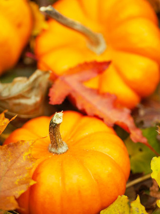 Traditional Autumnal Scene of Small Pumpkins and Fall Leaves