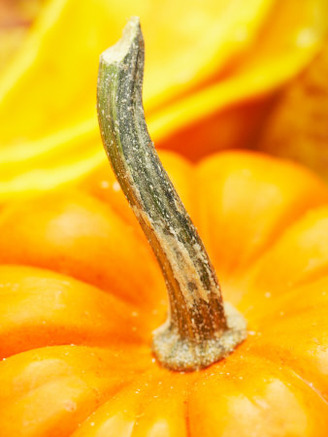 Decorative Curved Pumpkin Stem