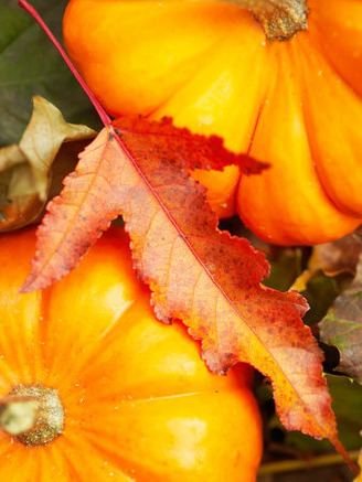 Autumnal Scene of Pumpkins and Fall Leaves