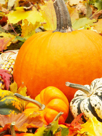 Harvest Still Life with Pumpkins and Squash