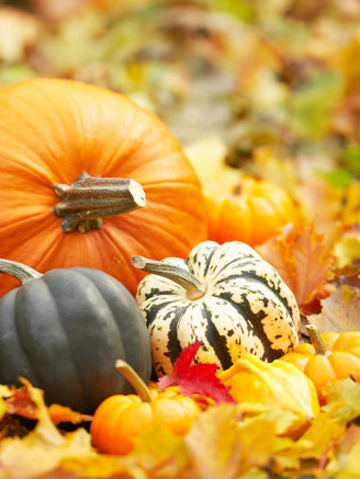 Harvest Still Life with Fresh Pumpkins and Squash