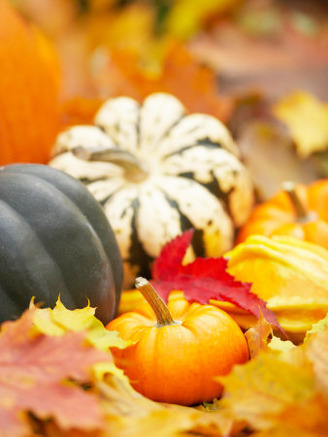 Harvest Still Life with Pumpkin and Squash