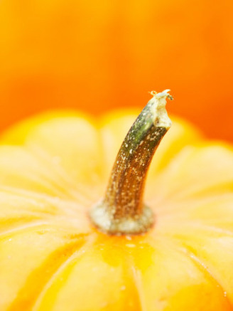 Traditional Autumnal Pumpkin