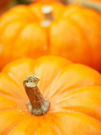 Traditional Autumnal Pumpkins