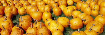 Pumpkins in a Field, Vermont, USA