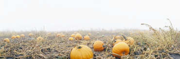 Pumpkins in a Field, Illinois, USA