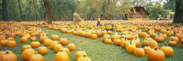 Pumpkins in a Field