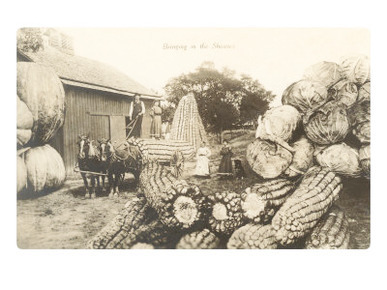 Giant Corn Cobs, Cabbage, Pumpkins