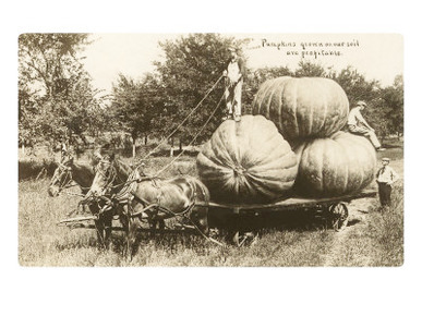 Gigantic Pumpkins on Horse Cart