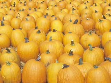 Pattern in Harvested Pumpkins, Cucurbita Pepo