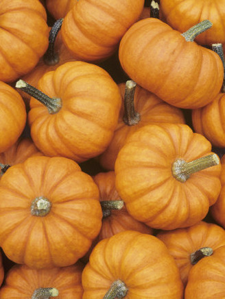 Pumpkin Harvest, Jack Be Little Variety