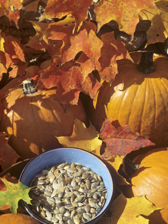 Pumpkins and Pumpkin Seeds, with Fall Leaves