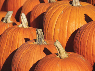 Pumpkins, the Hamptons, Long Island, New York State, United States of America, North America