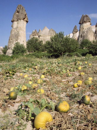 Pumpkins and Melons in Pashas Vineyard, at Zelve in Cappadocia, Anatolia, Turkey Minor, Eurasia