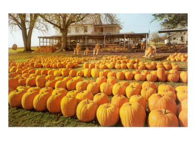 Rows of Pumpkins at Homestead