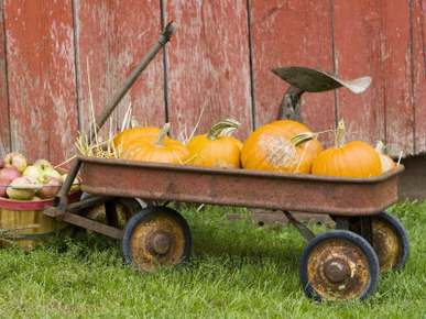 Pumpkins in Old Wagon