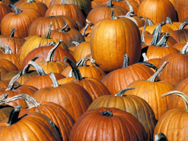 Fall Pumpkins