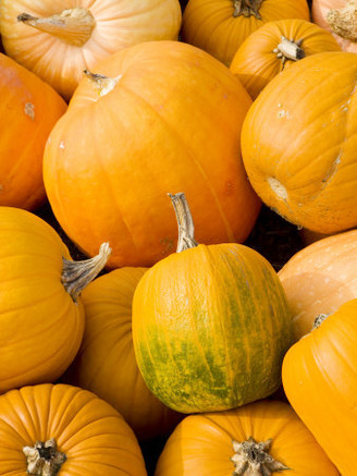 Pumpkins at the Moulton Farm, Meredith, New Hampshire, USA