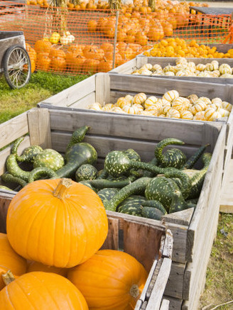 Pumpkins and gourds at the Moulton Farm, Meredith, New Hampshire, USA