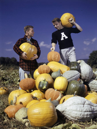 Replacing Farmers Gone to War, College Students Harvest Pumpkins