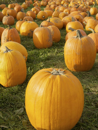 Pumpkin Patch in Massachusetts