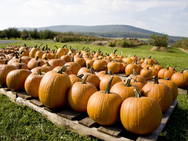 Rows of Autumn Pumpkins Ready for Carving