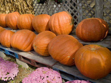 Giant Pumpkins Line a Roadside Stand