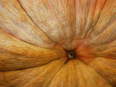 Close Up of a Giant Pumpkin, Cucurbita Maxima